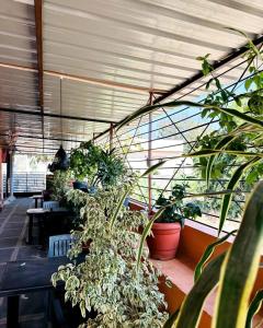 uma estufa cheia de vasos de plantas em Pawan Homestay Hampi em Hampi mais 1 fotografia