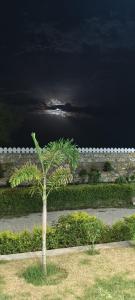 a palm tree in the grass in front of the water at Angel hill resort in Chonp +3 photos