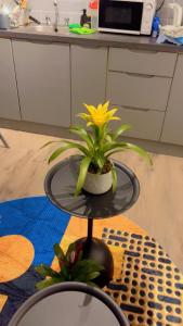 a plant on a glass table in a kitchen at Jay's crash pad in London