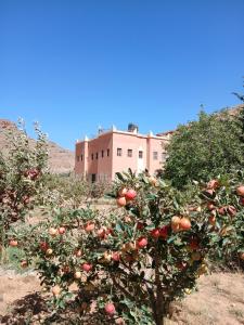 an apple tree in front of a building at Auberge Ighounba in Tinerhir +7 photos