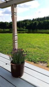 a potted plant sitting on a porch with a field at Domek Leśna Przystań 