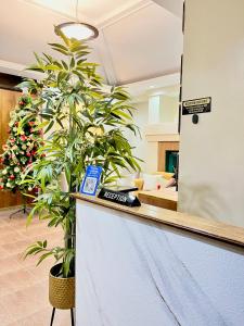 バコロドにあるYuhum Bed & Breakfast - Mandalaganの植物の置かれたカウンターのあるロビー