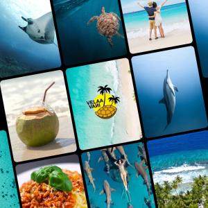 un collage de fotografías de diferentes tipos de animales en Turtle Hive - Velaa Vani, en Dhiffushi
