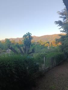 a tree in a field with mountains in the background at Los Algarrobos in Bialet Massé
