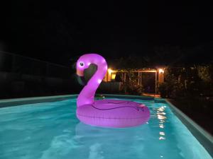 a pink swan float in a swimming pool at night at Studio au calme avec jardin in Gardanne