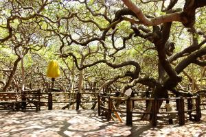 a tree in a park with a fence at Aconchego Pirangi in Parnamirim +9 photos