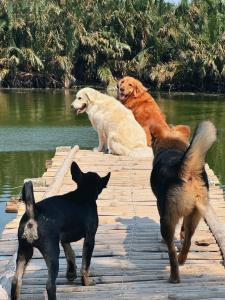 Drei Hunde sitzen auf einem Steg im Wasser in der Unterkunft Laoxao RiverStone Villa in Hoi An