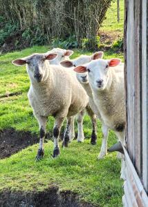 a group of sheep standing next to a fence at Cold Ebb Mountain View Homestay 