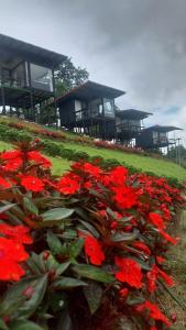 a field of red flowers in front of a building at ไร่ปราณปรียา in Campson