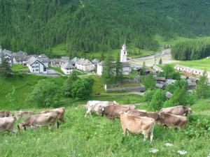 Altri animali domestici presso l'hotel o nei dintorni