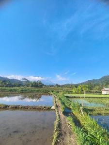 a farm field with a road in the water at Kelle Homestay in Sidemen