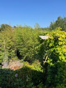 un jardín con muchos arbustos verdes y árboles en Hikers Rest, en Findon