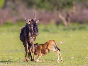 Gallery image of Orpul safaris camp in Sekenani +6 photos