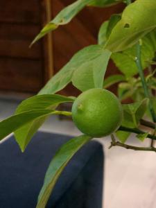 Φωτογραφία από το άλμπουμ του GLAMOUR VOX Private Jacuzzi σε Cluj-Napoca +33 φωτογραφίες