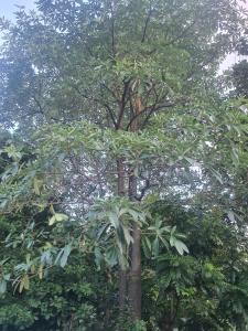 Zahrada ubytování Nha Xanh Ninh Binh Homestay