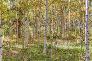 a forest of aspen trees in the fall at RollinsVilla home in Rollinsville