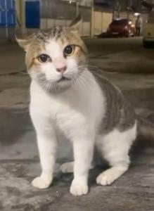 Κατοικίδιο ή κατοικίδια επισκεπτών που μένουν στο الجيار