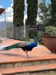 グレーヴェ・イン・キアンティにあるTerre di Baccioのパティオのプランターの横に立つ孔雀