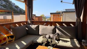 un perro sentado en un sofá en un balcón en Mobile home MARIS, en Sveti Juraj
