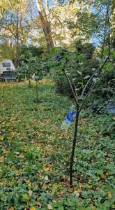 un árbol con una bolsa de plástico en la copa en Simply GENIUS - Camping, en Berlín