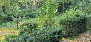 un jardín con arbustos y árboles y una valla en Simply GENIUS - Camping, en Berlín