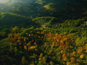 グレーヴェ・イン・キアンティにあるTerre di Baccioの紅葉の森の空景 +165枚の写真