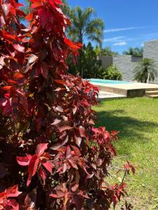a tree with red leaves next to a pool at Lujoso Chalé frente al Río con Piscina in Paso de la Patria