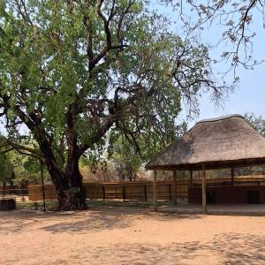 un árbol y un pabellón con un árbol en Maguni Campsite, en Mupapama