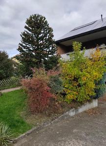 ジークブルクにあるAmaleo Apartments Siegburgの家の前の茂み