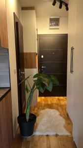 a potted plant sitting on a rug in a hallway at DreamerLux in Loznica +3 photos
