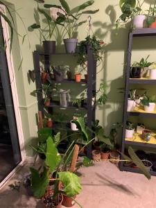 a shelf filled with lots of potted plants at Spacious Private Home and Plant Paradise in Limerick City in Limerick