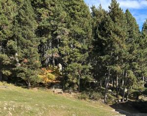 a group of trees in a field next to a park at A l'orée des bois in Égat