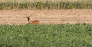 a gazelle sitting in a field of grass at Évasion détente in Heiltz-le-Hutier