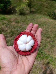 a hand holding a red heart with a white flower in it at Casa Alma in Platanillo