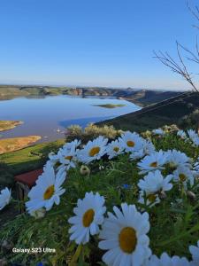a bunch of white flowers in front of a lake at Alojamiento Rural Mi Frasca in Almodóvar del Río