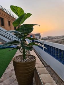 a plant in a pot sitting on a balcony at blue door imsouane in Imsouane