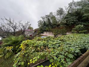 Zahrada ubytování Little Donkey