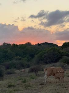 Άλλα ζώα σε αυτή η παραθεριστική κατοικία ή στη γύρω περιοχή