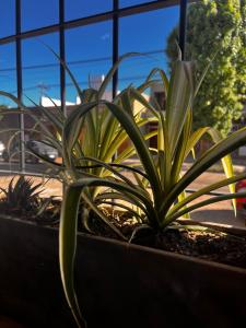 a plant in a planter in front of a window at Depto Boutique Chivilcoy in Chivilcoy