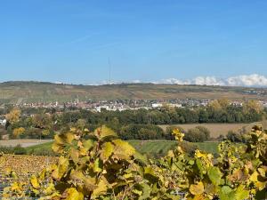 a field of crops with a city in the background at Studio Alsace in Kirchheim +3 photos