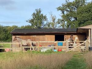 a horse standing in a fence in front of a stable at Carpenters-stay in Dorking