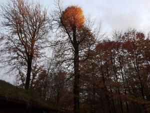 ボルコップにあるPanoramic Retreat in Andkaer Vig - By Traum Ferienwohnungenの紅葉の木群 +29枚の写真