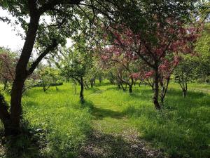 a path through a field with trees with pink flowers at 8 person holiday home in Sæby-By Traum in Sæby