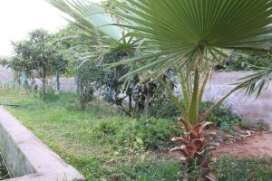a palm tree in a garden next to a fence at dar olivegarden inn in Ait Sedrate Sahl Gharbia