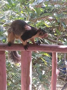 Un pequeño animal caminando sobre una barandilla de madera. en Ella Soul Nest Glamping Tent for Nature Lovers, en Ella 45 fotos más