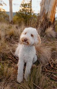 un pequeño perro blanco sentado en el césped en The Ridge House - Stylish Gippsland Getaway, en Yarragon