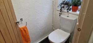 a bathroom with a toilet and plants on the wall at Annest in Bangor +8 photos