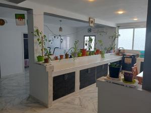 特莱姆森MK Heberg的厨房里设有盆栽盆子