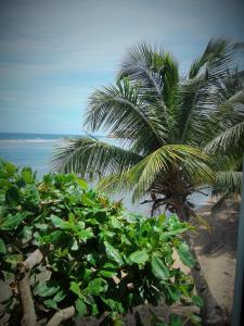 dos palmeras en una playa con el océano en Calibishie Sandbar, en Calibishie
