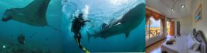 Fotografie z fotogalerie ubytování Shamar Guesthouse & Dive v destinaci Maamigili